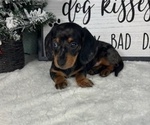 Small #5 Dachshund