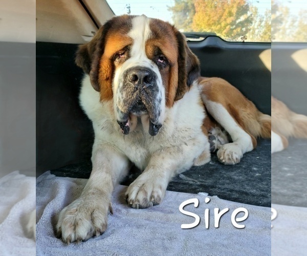 Medium Photo #1 Saint Bernard Puppy For Sale in TURLOCK, CA, USA