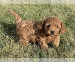 Puppy Puppy 1 Goldendoodle-Poodle (Miniature) Mix