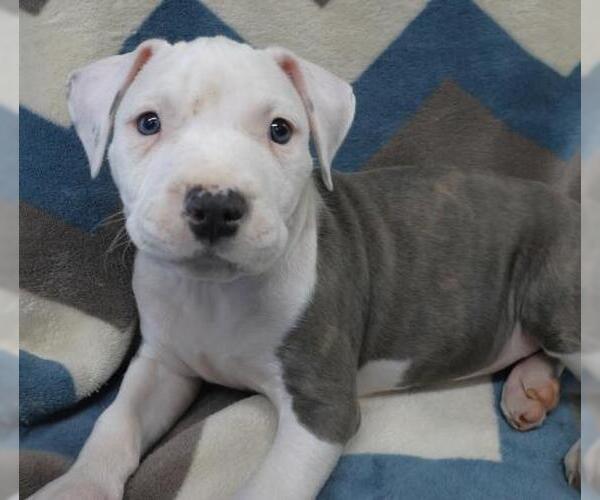 Medium Photo #1 Staffordshire Bull Terrier-Unknown Mix Puppy For Sale in Thief River Falls, MN, USA