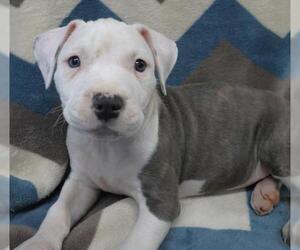 Staffordshire Bull Terrier-Unknown Mix Dogs for adoption in Thief River Falls, MN, USA
