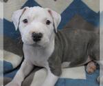 Small Staffordshire Bull Terrier Mix