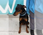 Small Doberman Pinscher