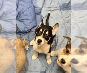 Siberian Husky-Unknown Mix Dogs for adoption in San Antonio, TX, USA