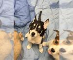 SUNNY - Female Siberian Husky-Unknown Mix Dog for Adoption - Small photo