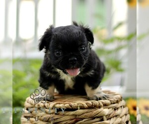 French Bulldog Puppy for sale in RONKS, PA, USA