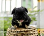 Small French Bulldog