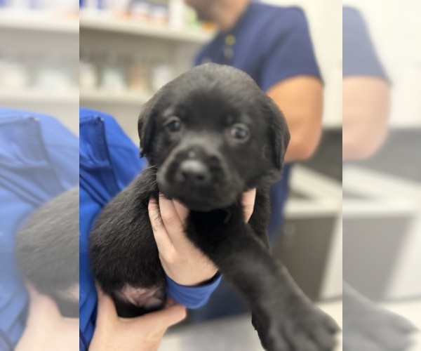Medium Photo #17 Labrador Retriever Puppy For Sale in LOUISBURG, NC, USA