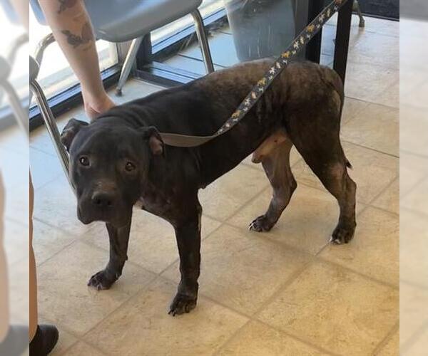 Medium Photo #1 Mutt Puppy For Sale in Norfolk, VA, USA