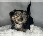 Small #5 Morkie