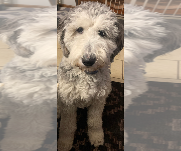Medium Photo #1 Sheepadoodle Puppy For Sale in BUFFALO, MN, USA