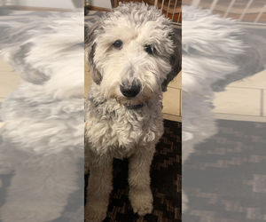 Mother of the Sheepadoodle puppies born on 11/09/2025