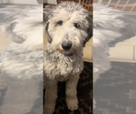 Small Photo #1 Sheepadoodle Puppy For Sale in BUFFALO, MN, USA