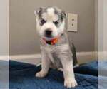 Small Photo #31 Siberian Husky Puppy For Sale in KING GEORGE, VA, USA