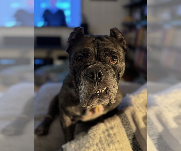 Medium Photo #3 American Pit Bull Terrier-Bulldog Mix Puppy For Sale in Raleigh, NC, USA