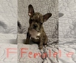 Small Photo #4 Faux Frenchbo Bulldog Puppy For Sale in GREENEVILLE, TN, USA