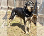 Small #1 Coonhound-German Shepherd Dog Mix