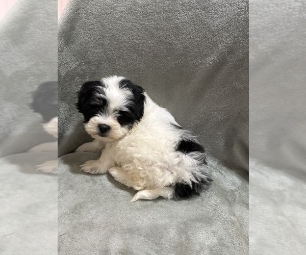 Medium Photo #12 Mal-Shi Puppy For Sale in DINWIDDIE, VA, USA