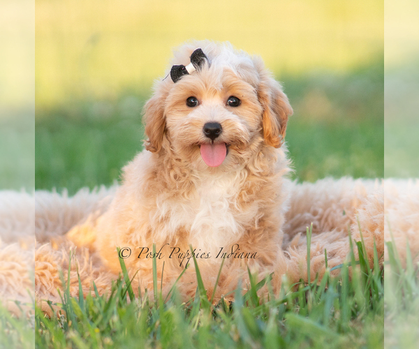 Medium Photo #53 Maltipoo (Miniature) Puppy For Sale in WARSAW, IN, USA