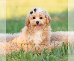 Puppy Louie Maltipoo (Miniature)