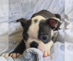 Small #5 Boston Terrier