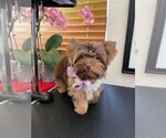 Image preview for Ad Listing. Nickname: chocoyorkies