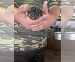 Small Photo #26 Schnauzer (Miniature) Puppy For Sale in CLOUD LAKE, FL, USA