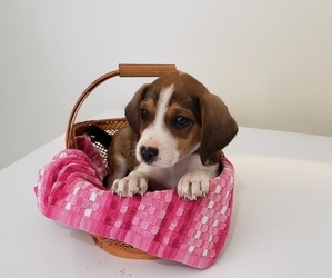 Beagle-Treeing Walker Coonhound Mix Puppy for sale in KINGMAN, IN, USA
