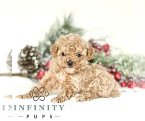 Poodle (Toy) Puppy for sale in PARADISE, PA, USA