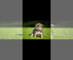 Small #3 French Bulldog