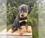 Small #3 Rottweiler