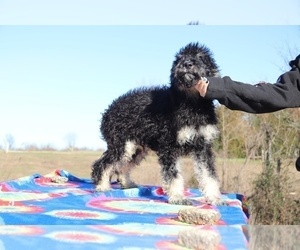 Goldendoodle Puppy for sale in UNION CITY, TN, USA