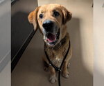 Small Anatolian Shepherd Mix