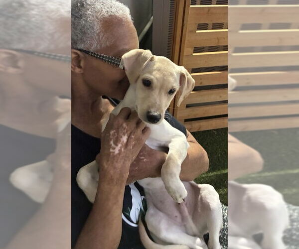 Medium Photo #1 Labrador Retriever-Unknown Mix Puppy For Sale in Pompano Beach , FL, USA