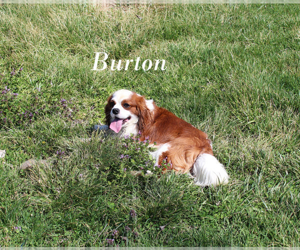 Medium Photo #19 Cavalier King Charles Spaniel Puppy For Sale in CHANUTE, KS, USA