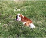 Small #18 Cavalier King Charles Spaniel