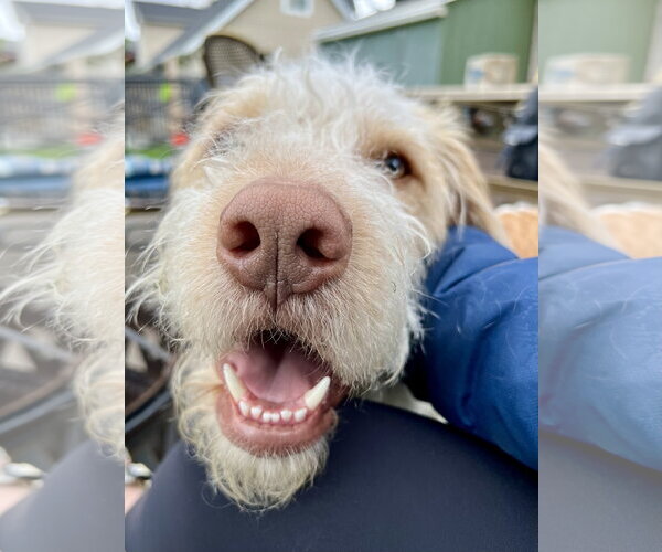 Medium Photo #13 Spinone Italiano-Unknown Mix Puppy For Sale in Sandy, UT, USA