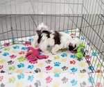 Small #7 Shih Tzu