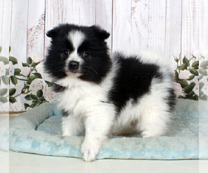 Pomimo Puppy for sale in PENNS CREEK, PA, USA
