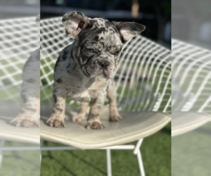 French Bulldog Puppy for sale in BELLEVUE, WA, USA