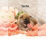 Puppy Serita Shiba Inu