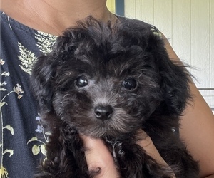 Bichpoo Puppy for sale in HILO, HI, USA