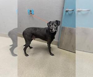 Boxer-Unknown Mix Dogs for adoption in Las Vegas, NV, USA