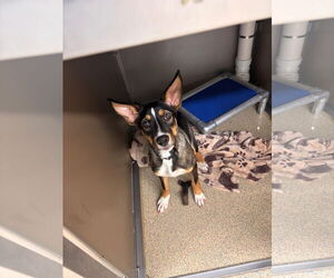 Huskies -Unknown Mix Dogs for adoption in Virginia Beach, VA, USA