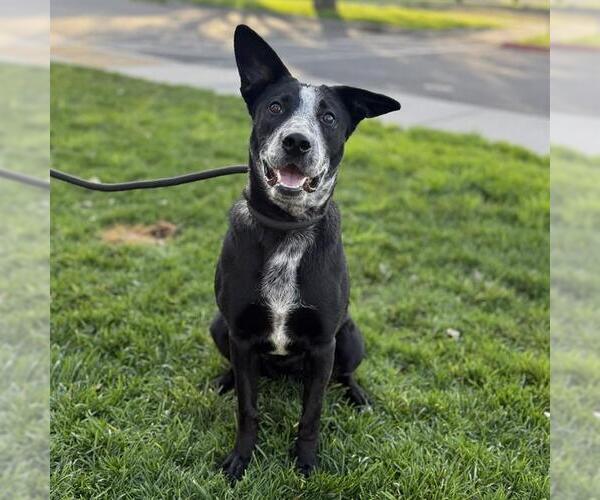 Medium Photo #2 Border Collie-Unknown Mix Puppy For Sale in Modesto, CA, USA