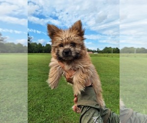 Yorkshire Terrier Puppy for Sale in ELKTON, Kentucky USA
