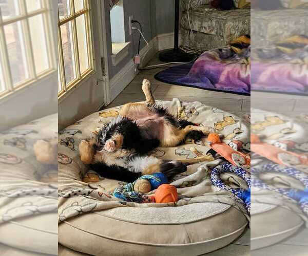 Medium Photo #4 Australian Shepherd-Unknown Mix Puppy For Sale in Oak Bluffs, MA, USA