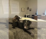 Small #1 Mutt
