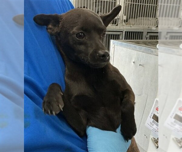 Medium Photo #1 Chihuahua Puppy For Sale in San Bernardino, CA, USA