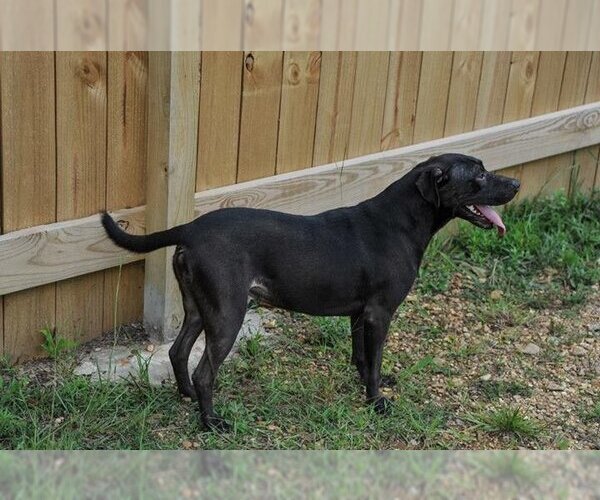 Medium Photo #3 Labrador Retriever Puppy For Sale in Jackson, MS, USA